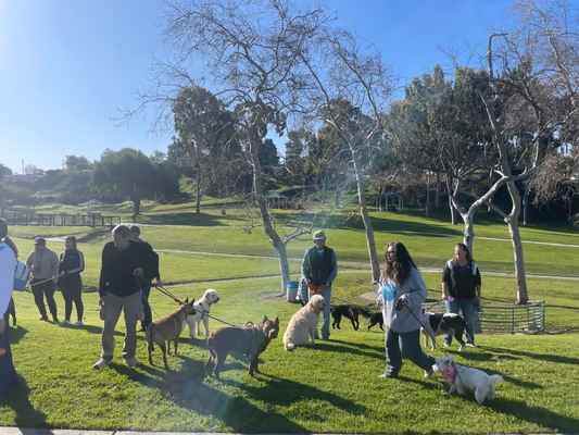 Dog Park at Eucalyptus Park photo 2